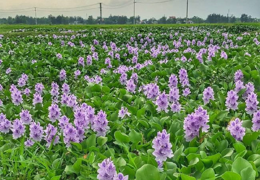 4 loại rau ở quê cho lợn ăn, lên thành phố lại thành đặc sản đắt đỏ