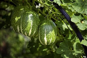 Loại cây xưa mọc làm hàng rào, giờ tách lấy hạt thành đặc sản, 300.000 đồng/kg vẫn được săn lùng