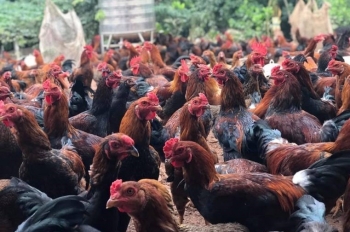 Kiếm tiền tỷ từ nuôi gà leo đồi và vỗ béo kích mào cho gà đẹp bán dịp Tết