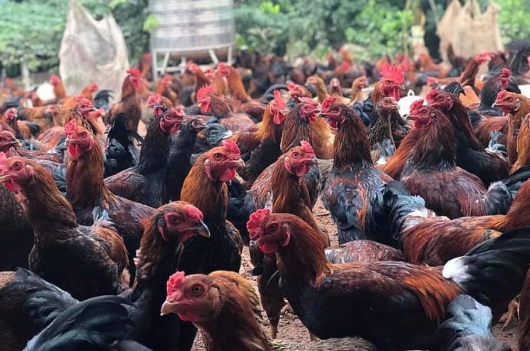 Những lứa gà Tết từ trang trại của ông Thế luôn béo, đẹp cả về lông và mào nên được thị trường ưa chuộng.