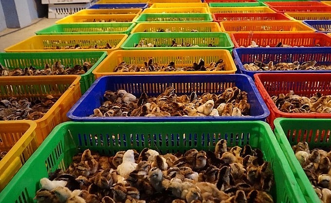 Mỗi ngày anh Bình xuất bán trên 5.000 con gà giống 