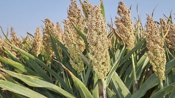 Thứ hạt ăn "cứu đói" thời bao cấp nay thành đặc sản, 75.000 đồng/kg được chị em săn lùng