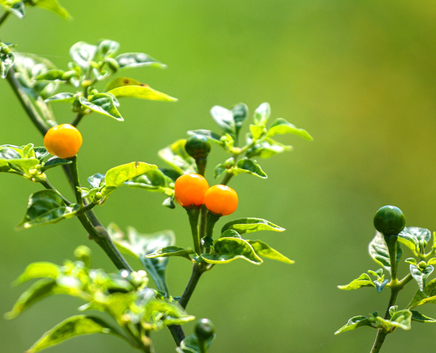 Kích thước của giống ớt đắt nhất thế giới 