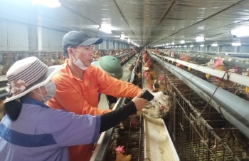 Ông Ngọc bắn tinh gà trong trang trại hiện đại nhất Thủ đô, thu 50 tỷ đồng/năm