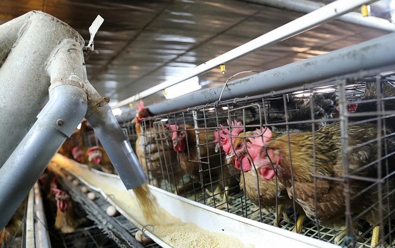 Trang trại áp dụng công nghệ 4.0 kiểm soát mọi quá trình phát triển của đàn gà. 