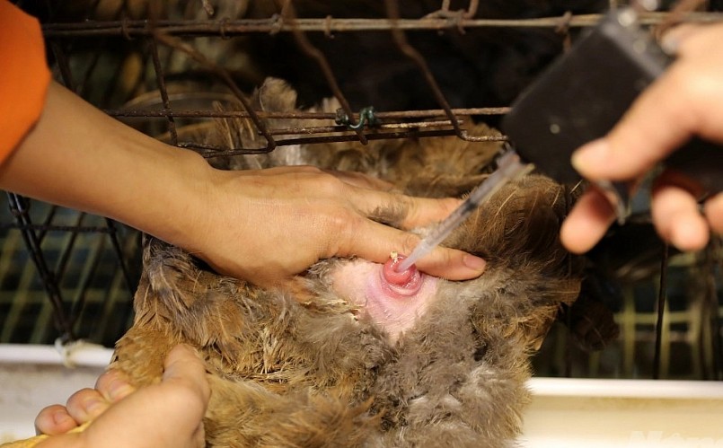 áp dụng công nghệ nhân giống bằng phương pháp thụ tinh nhân tạo gà 