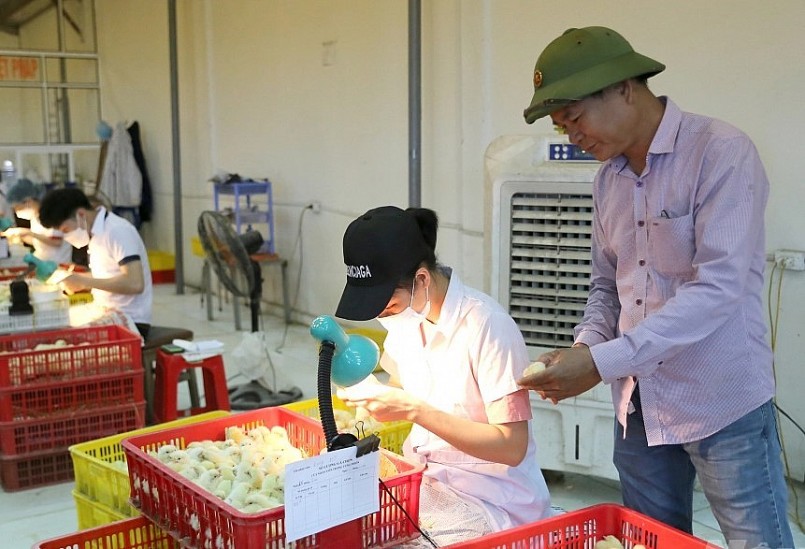 sản xuất giống gia cầm với diện tích 12.000m2, sản lượng đạt 1,6 vạn con/ngày