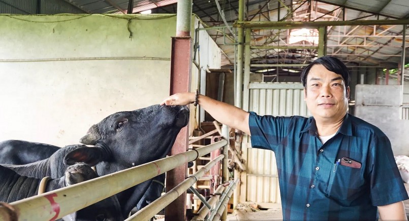 Chăn nuôi bò không cần kỹ thuật nhiều, tuy nhiên điều khó nhất chính là nguồn thức ăn.