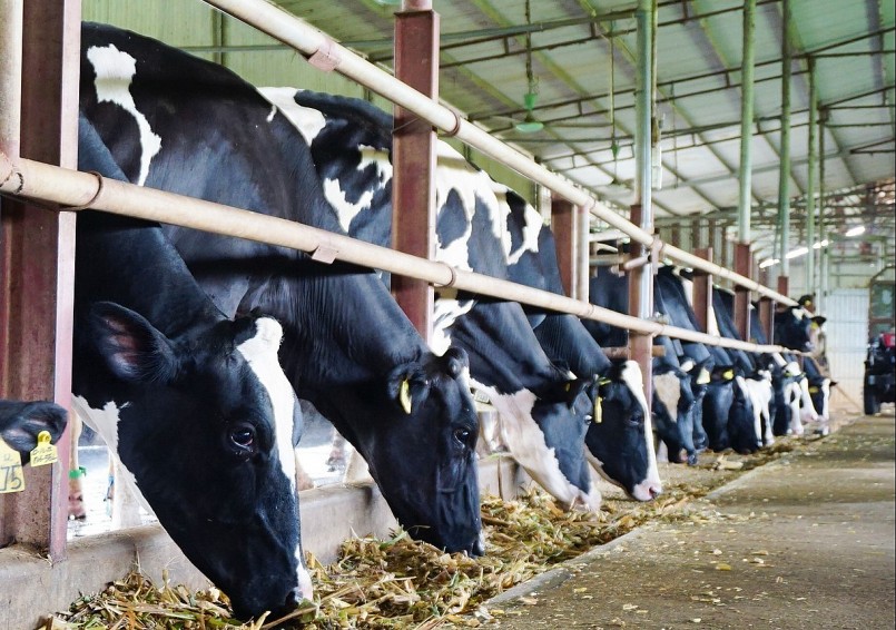 Để có nguồn thức ăn cho bò, các công nhân chỉ việc ra các dự án bỏ hoang cắt cỏ chất lên ô tô đưa về trang trại.