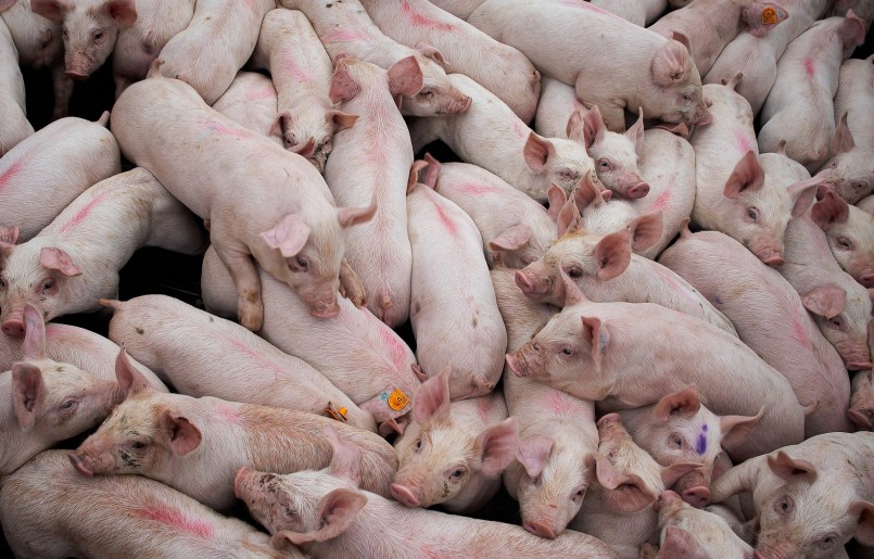 Do nguồn cung dồi dào nên giá heo hơi khó tăng mạnh.