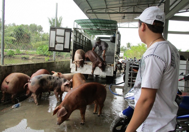 Giá heo hơi hôm nay 28/11 hãm đà tăng. Giá heo trong nước dao động quanh mức 55.000 đồng/kg.