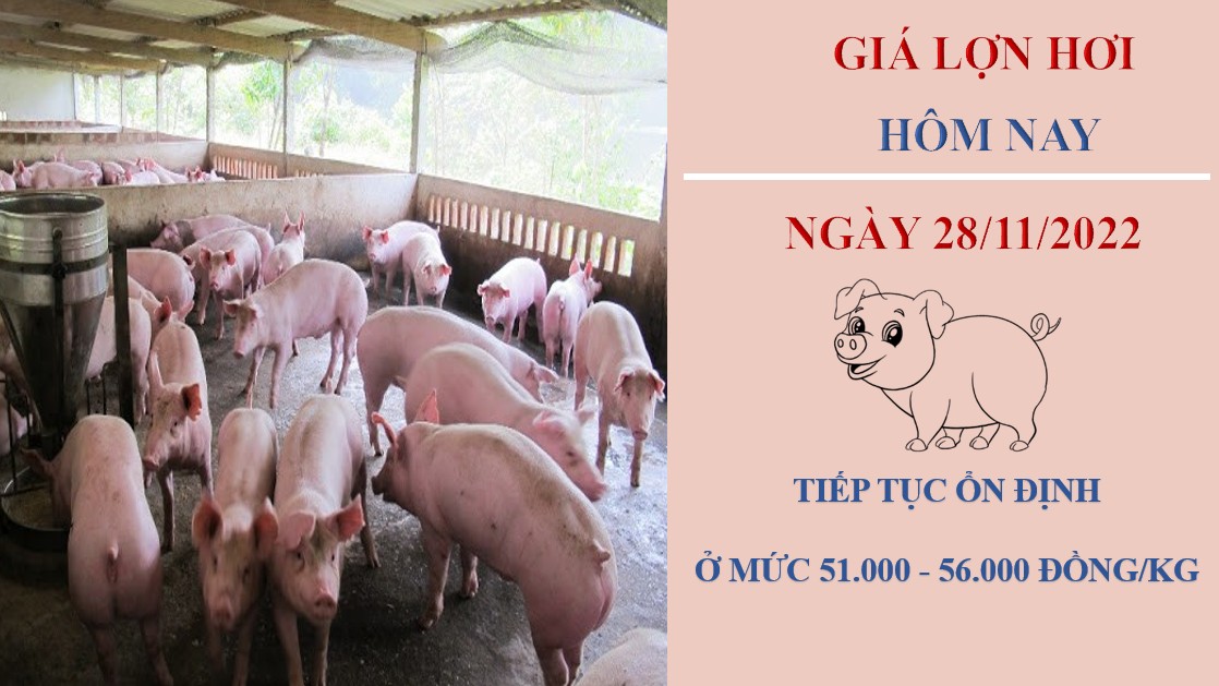 Giá heo hơi hôm nay 28/11/2022: Duy trì ổn định trong ngày đầu tuần