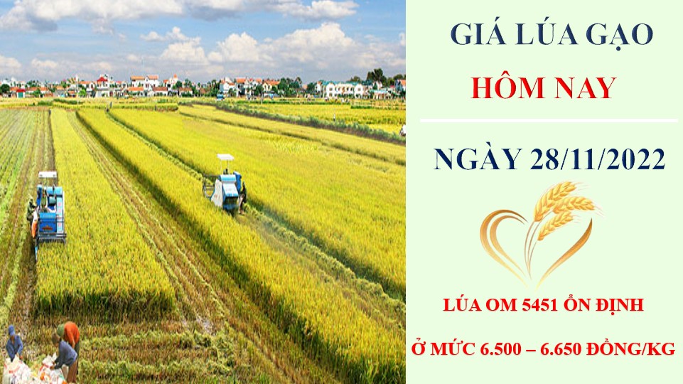 Giá lúa gạo hôm nay 28/11/2022: Không xuất hiện điều chỉnh mới