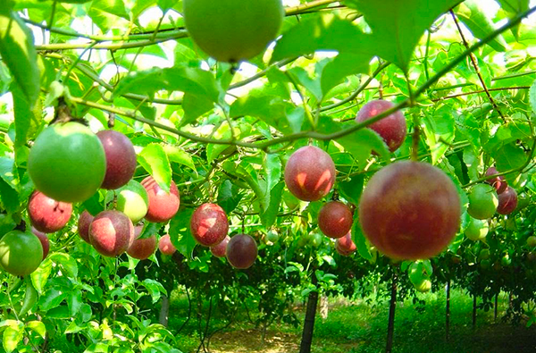 Vườn chanh leo của anh Lâm