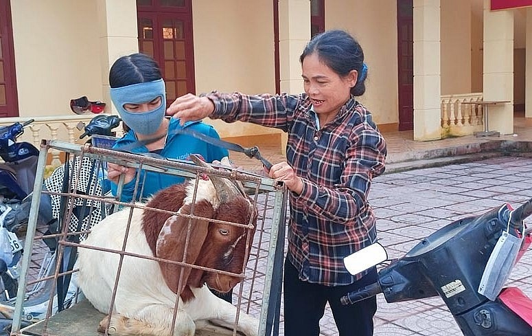 Những con dê đực giống chất lượng cao có trọng lượng hơn 30 kg/con, được tuyển chọn kỹ lưỡng trước khi giao cho người dân.