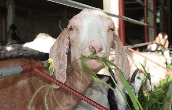 Mạnh tay hỗ trợ giống dê lai, người nuôi dê ở Hà Tĩnh tăng đàn thu 100 triệu/năm