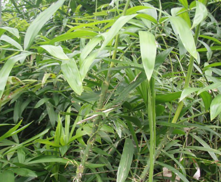 “Thân em” nhiều gai, mọc hoang đầy rừng thành “món ngon của lạ”, 120.000 đồng/kg vẫn được săn lùng