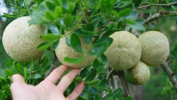 Thứ quả đặc sản miền Tây trông xấu xí nhưng có tác dụng tuyệt vời đối với sức khỏe