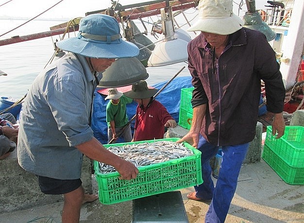 Nhiều tàu cá đã khai thác đạt sản lượng, mang lại hiệu quả kinh tế cao.