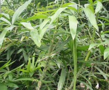 “Thân em” nhiều gai, mọc hoang đầy rừng thành “món ngon của lạ”, 120.000 đồng/kg vẫn được săn lùng