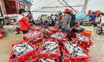 Vụ cá Bắc ở Quảng Trị, ngư dân thu hàng trăm triệu đồng từ ‘lộc biển’