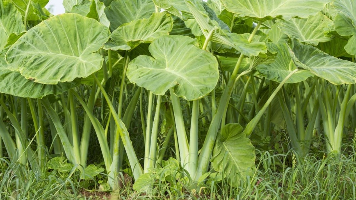 Cây mùng (dọc mùng), còn gọi là cây bạc hà 