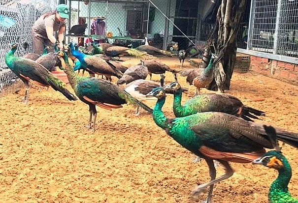 đến nay, đàn chim cảnh của chị Mười đã lên đến 120 con đến nay, đàn chim cảnh của chị Mười đã lên đến 120 con