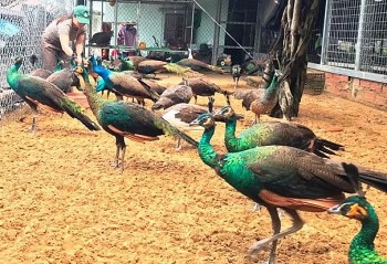 Chị Mười đất võ nuôi chim độc lạ, tiền bán lông đã thu chục triệu