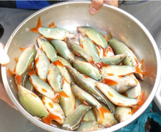 Loại cá độc lạ xưa không ai ăn, giờ thành đặc sản xuất hiện trong nhà hàng cao cấp, có giá 800.000 đồng/kg