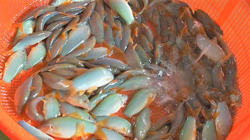 Loại cá độc lạ xưa không ai ăn, giờ thành đặc sản xuất hiện trong nhà hàng cao cấp, có giá 800.000 đồng/kg