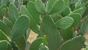 Thứ rau nhơn nhớt, “anh em” nhà xương rồng khiến bao người si mê, làm mứt ăn bao ngon