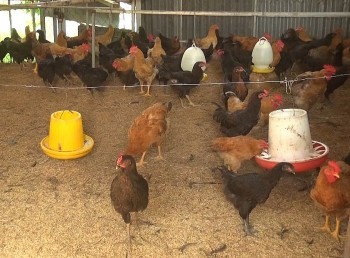 Bí quyết thu 400 triệu đồng/năm từ nuôi gà, bồ câu mà không lo ô nhiễm