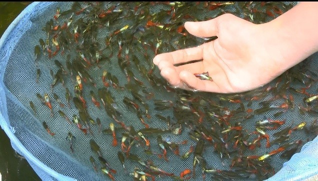 Cá bảy màu các loại đang được Chàng nông dân trẻ Nguyễn Thanh Huyền Cá bảy màu các loại đang được Chàng nông dân trẻ Nguyễn Thanh Huyền