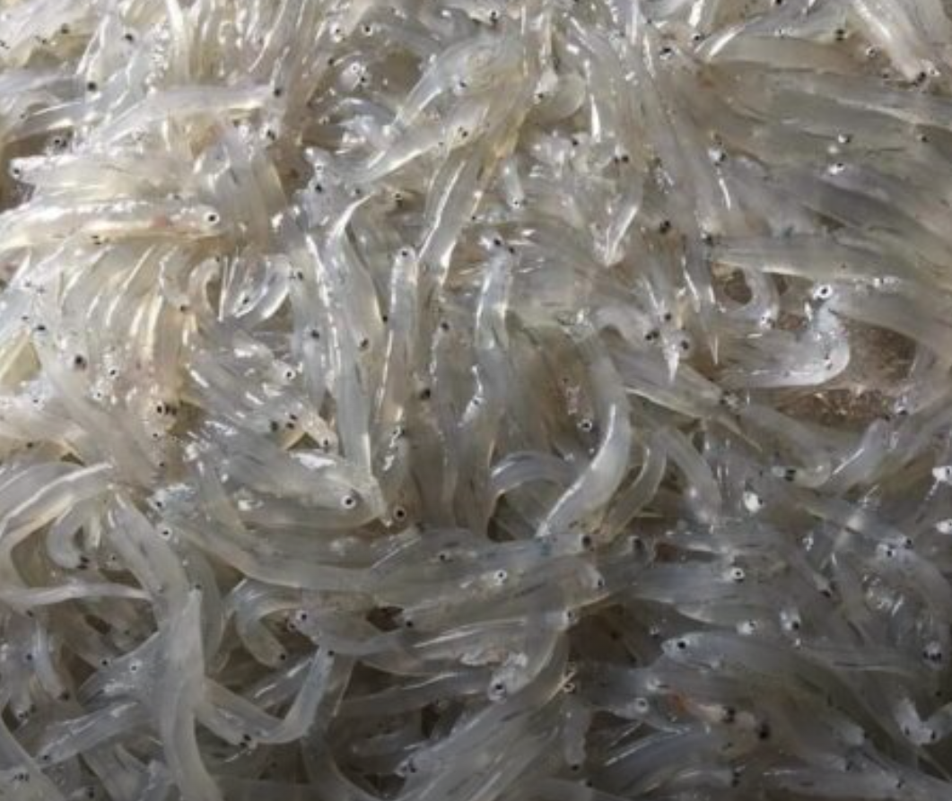 Loại cá bé tí ti, có tên độc lạ xưa không ai ăn, giờ thành đặc sản hiếm, muốn mua phải đặt trước