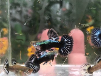 Chàng trai trẻ chia sẻ tuyệt kỹ chăm loài cá “đỏng đảnh” mỗi tháng bỏ túi 70 triệu đồng