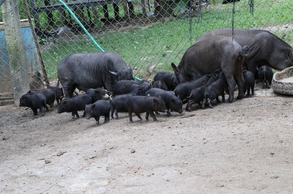 Đàn lợn Kiềng Sắt của bà Đinh Thị Sinh