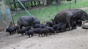 Nuôi con đặc sản đen trũi, giá thành cao thương lái vẫn “say như điếu đổ”
