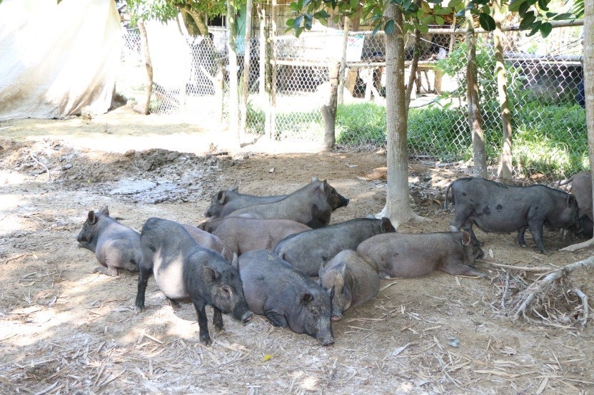 Đàn lợn Kiềng Sắt của anh Đinh Văn Lang