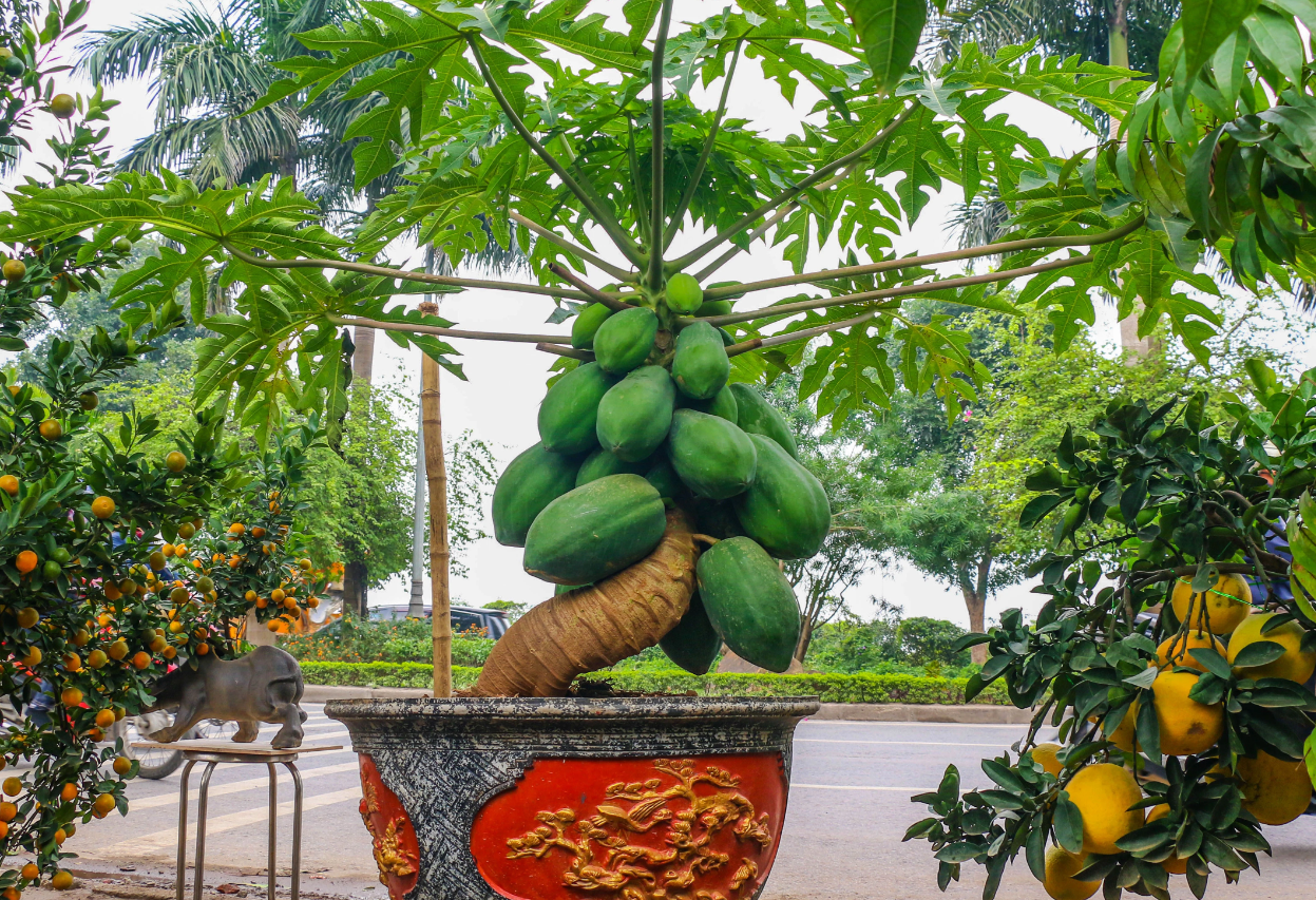 Bất ngờ với Top những cây cảnh được người Việt Nam "săn lùng" dịp Tết cổ truyền Bất ngờ với Top những cây cảnh được người Việt Nam "săn lùng" dịp Tết cổ truyền