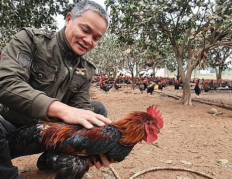 Để chăm sóc một con gà tiến vua đạt chuẩn hàng Tết đòi hỏi kỳ công