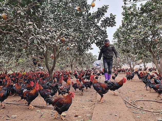 Đàn gà đặc sản biếu Tết của ông Thuyết được nuôi thả dưới tán cây.