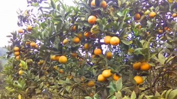 Cam Thượng Lộc được công nhận là sản phẩm OCOP của tỉnh Hà Tĩnh