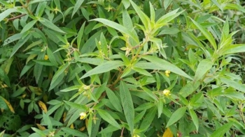 Cây rau có hoa màu vàng mọc đầy bờ ruộng không ai hái, lại là dược liệu quý