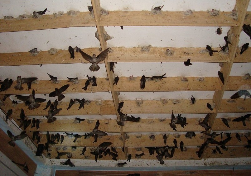 Tỉnh hiện có hơn 2.450 hộ nuôi chim yến, với 2.995 nhà nuôi chim yến Tỉnh hiện có hơn 2.450 hộ nuôi chim yến, với 2.995 nhà nuôi chim yến