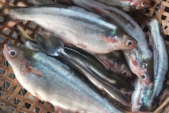 Loài cá nghe tên đã hết hồn, xưa giá rẻ bèo giờ là đặc sản được ưa chuộng 240.000 đồng/kg