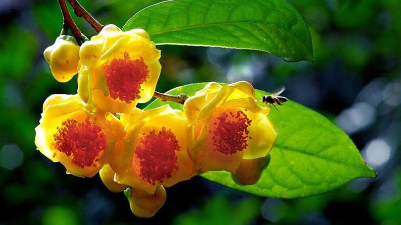 Loại cây khi xưa bị chặt phá để làm rẫy, nay thành đặc sản, hoa có giá lên đến 20 triệu/kg