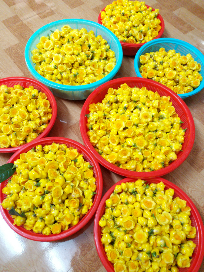 Loại cây khi xưa bị chặt phá để làm rẫy, nay thành đặc sản, hoa giá lên đến 20 triệu/kg