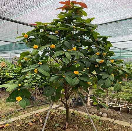 Loại cây khi xưa bị chặt phá để làm rẫy, nay thành đặc sản, hoa giá lên đến 20 triệu/kg