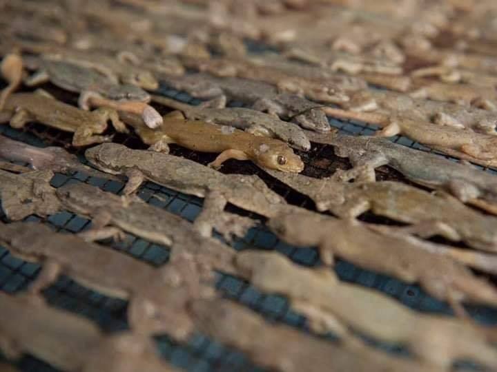 Khô thạch sùng cũng là đặc sản hút khách miền Tây nhưng không phải ai cũng có can đảm để thưởng thức Khô thạch sùng cũng là đặc sản hút khách miền Tây nhưng không phải ai cũng có can đảm để thưởng thức