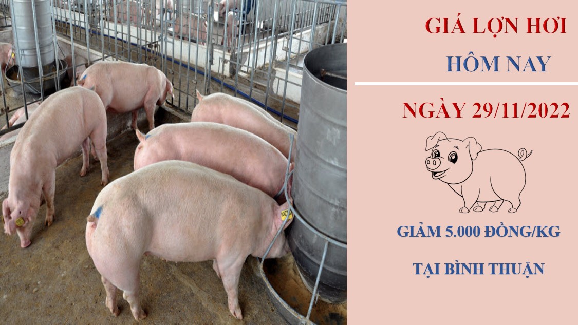 Giá heo hơi hôm nay 29/11/2022: Giảm cao nhất 5.000 đồng/kg